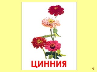 ЦИННИЯ 