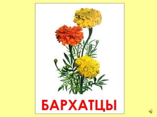 БАРХАТЦЫ 