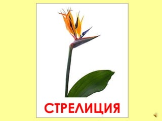 СТРЕЛИЦИЯ 