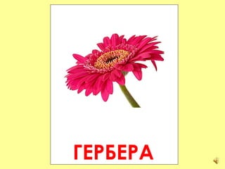 ГЕРБЕРА 