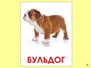 БУЛЬДОГ 