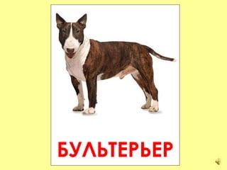 БУЛЬТЕРЬЕР 