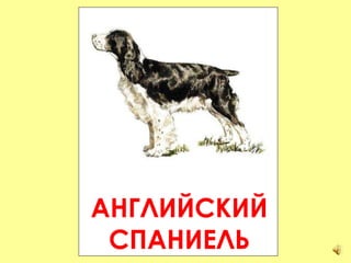 АНГЛИЙСКИЙ СПАНИЕЛЬ 