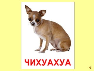 ЧИХУАХУА 