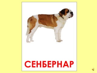 СЕНБЕРНАР 