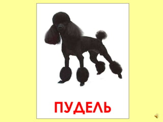 ПУДЕЛЬ 