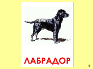 ЛАБРАДОР 