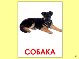 СОБАКА 