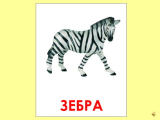 ЗЕБРА 
