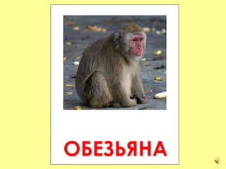 ОБЕЗЬЯНА 