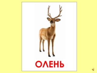 ОЛЕНЬ 