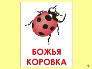 БОЖЬЯ КОРОВКА 