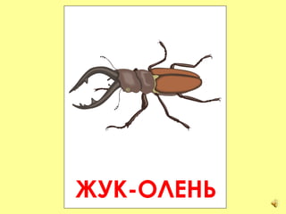 ЖУК-ОЛЕНЬ 