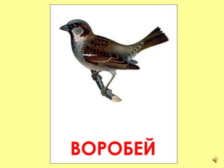 ВОРОБЕЙ 