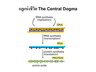 กฎแห่ งชีวต The Central Dogma
          ิ
 