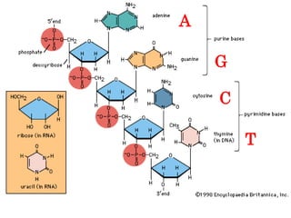 A

    G

    C

        T
 