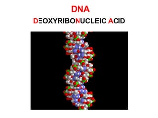 DNA
DEOXYRIBONUCLEIC ACID
 