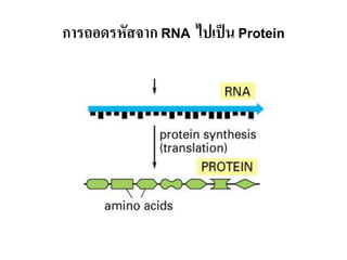 การถอดรหัสจาก RNA ไปเป็ น Protein
 