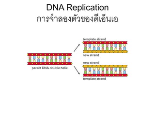 DNA Replication
การจาลองตัวของดีเอ็นเอ
 