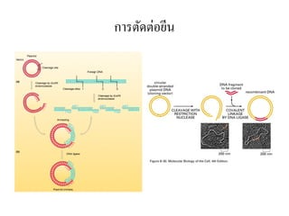 การตัดต่อยีน
 