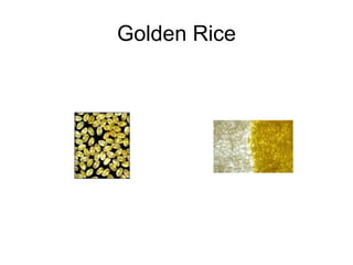 Golden Rice
 
