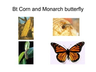 Bt Corn and Monarch butterfly
 