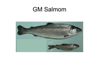 GM Salmom
 