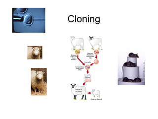 Cloning
 