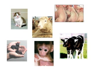 พันธุกรรม