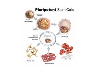 พันธุกรรม