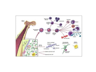พันธุกรรม