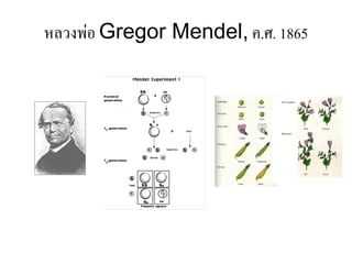 หลวงพ่อ Gregor Mendel, ค.ศ. 1865
 
