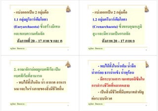 - แบงออกเปน 2 กลุมคือ                       - แบงออกเปน 2 กลุมคือ
    1.1 กลุมยูริอารเคียโอตา                      1.2 กลุมครีนารเคียโอตา
    (Euryarchaeota) ซึ่งสรางมีเทน                 (Crenarchaeota) ซึ่งชอบอุณหภูมิ
    และชอบความเค็มจัด                              สูง และมีความเปนกรดจัด
       ดังภาพที่ 20 – 17 ภาพ ข และ ค                      ดังภาพ 20 – 17 ภาพ ก
ครูกัลยา สีดอกบวบ                         37
                                               ครูกัลยา สีดอกบวบ                           38




                                                       - พบไดทั้งในน้ําเค็ม น้ําจืด
    2. อาณาจักรยอยยูแบคทีเรีย เปน
                                                  น้ํากรอย ธารน้ําแข็ง น้ําพุรอน
    แบคทีเรียที่สามารถ
                                                       - มีกระบวนการ เมแทบอลิซึมใน
      - พบไดทั้งในดิน น้ํา อากาศ อาหาร
                                                  การดํารงชีวิตที่หลากหลาย
    นม และในรางกายของสิ่งมีชวิตอื่น
                                 ี
                                                       - เปนสิ่งมีชีวิตที่มีบทบาทสําคัญ
                                                  ตอระบบนิเวศ
ครูกัลยา สีดอกบวบ                         39
                                               ครูกัลยา สีดอกบวบ                           40
 