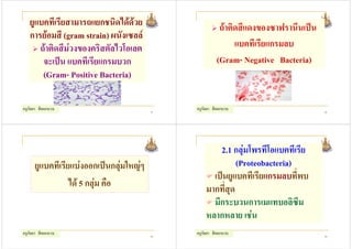 ยูแบคทีเรียสามารถแยกชนิดไดดวย                       ถาติดสีแดงของซาฟรานีนเปน
   การยอมสี (gram strain) ผนังเซลล
      ถาติดสีมวงของคริสตัลไวโอเลต                           แบคทีเรียแกรมลบ
       จะเปน แบคทีเรียแกรมบวก                          (Gram- Negative Bacteria)
       (Gram- Positive Bacteria)

ครูกัลยา สีดอกบวบ                        41
                                              ครูกัลยา สีดอกบวบ                       42




                                                      2.1 กลุมโพรทีโอแบคทีเรีย
      ยูแบคทีเรียแบงออกเปนกลุมใหญๆ                      (Proteobacteria)
                                                    เปนยูแบคทีเรียแกรมลบที่พบ
                 ได 5 กลุม คือ                  มากที่สุด
                                                    มีกระบวนการเมแทบอลิซึม
                                                  หลากหลาย เชน
ครูกัลยา สีดอกบวบ                        43
                                              ครูกัลยา สีดอกบวบ                       44
 