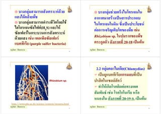 บางกลุมสามารถสังเคราะหดวย                             บางกลุมชวยตรึงไนโตรเจนใน
    แสงไดคลายพืช                                           อากาศมาสรางเปนสารประกอบ
       บางกลุมสามารถดํารงชีวิตโดยใช                        ไนโตรเจนในดิน ซึ่งเปนประโยชน
    ไฮโดรเจนซัลไฟต(H2S) และให                              ตอการเจริญเติบโตของพืช เชน
    ซัลเฟอรในกระบวนการสังเคราะห
    ดวยแสง เชน เพอเพิลซัลเฟอร                             Rhizobium sp. ในปมรากของพืช
    แบคทีเรีย (purple sulfer bacteria)                       ตระกูลถั่ว ดังภาพที่ 20-18 เปนตน
ครูกัลยา สีดอกบวบ                                   45
                                                         ครูกัลยา สีดอกบวบ                        46




                                                              2.2 กลุมคลาไมเดีย(Chlamydias)
                                                                เปนยูแบคทีเรียแกรมลบที่เปน
                                Rhizobium sp.                ปรสิตในเซลลสัตว
                                                                ทําใหเกิดโรคติดตอทางเพศ
                                                             สัมพันธ เชน โรคโกโนเรีย หรือ
                                                             หนองใน ดังภาพที่ 20-19 ก. เปนตน
 http://www.pkc.ac.th/science/content/monera.html
ครูกัลยา สีดอกบวบ                                   47
                                                         ครูกัลยา สีดอกบวบ                        48
 