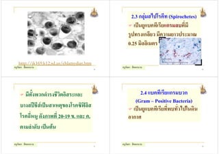 2.3 กลุมสไปโรคีท (Spirochetes)
                                                       เปนยูแบคทีเรียแกรมลบที่มี
                                                    รูปทรงเกลียว มีความยาวประมาณ
                                                    0.25 มิลลิเมตร

   http://jk169.k12.sd.us/chlamydias.htm
ครูกัลยา สีดอกบวบ                          49
                                                ครูกัลยา สีดอกบวบ                       50




      มีทั้งพวกดํารงชีวิตอิสระและ                         2.4 แบคทีเรียแกรมบวก
                                                       (Gram – Positive Bacteria)
    บางสปชสเปนสาเหตุของโรคซิฟลิส
             ี                                        เปนยูแบคทีเรียที่พบทั่วไปในดิน
    โรคฉี่หนู ดังภาพที่ 20-19 ข. และ ค.             อากาศ
    ตามลําดับ เปนตน

ครูกัลยา สีดอกบวบ                          51
                                                ครูกัลยา สีดอกบวบ                       52
 