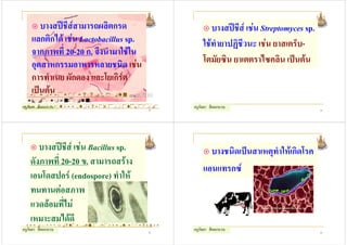 บางสปชสสามารถผลิตกรด
              ี                                          บางสปชส เชน Streptomyces sp.
                                                                 ี
   แลกติกได เชน Lactobacillus sp.                   ใชทํายาปฏิชีวนะ เชน ยาสเตร็บ-
   จากภาพที่ 20-20 ก. จึงนํามาใชใน
   อุตสาหกรรมอาหารหลายชนิด เชน                       โตมัยซิน ยาเตตราไซคลิน เปนตน
   การทําเนย ผักดอง และโยเกิรต
   เปนตน
   actobacillus sp 01 png (258 ,
  type: image png)
ครูกัลยา สีดอกบวบ
http         www    nationmaster com encycloped
                                           53
                                                  ครูกัลยา สีดอกบวบ                        54




       บางสปชส เชน Bacillus sp.
               ี                                        บางชนิดเปนสาเหตุทําใหเกิดโรค
    ดังภาพที่ 20-20 ข. สามารถสราง
                                                      แอนแทรกซ
    เอนโดสปอร (endospore) ทําให
    ทนทานตอสภาพ
    แวดลอมที่ไม
    เหมาะสมไดดี
 http       www apsnet org education illustrat
ครูกัลยา สีดอกบวบ                          55
                                                  ครูกัลยา สีดอกบวบ                        56
 