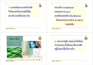 บางชนิดสามารถตรึงแกส                                แอนาบีนา (Anabaena)
    ไนโตรเจนในอากาศใหเปน                                 นอสตอก (Nostoc)
    สารประกอบไนเตรต เชน                                   ออสซิลลาทอเรีย (Oscillatoria)
                                                            ดังภาพ 20-22 ภาพ ก. ข. และ ค.
                                                                      ตามลําดับ
ครูกัลยา สีดอกบวบ                               65
                                                       ครูกัลยา สีดอกบวบ                     66




       แอนนาบีนา
                                                                เพราะเหตุใด เกษตรกรจึงนิยม
                                                            นําแหนแดง ซึ่งมีแอนาบีนาอาศัย
    ออสซิลลาทอเรีย                                          อยูดวยมาเลี้ยงในนาขาว

                          http www rbgsyd nsw gov au
                    data assets image 0008 47744 ost

 http www pkc ac th science
ครูกัลยา สีดอกบวบ        67
                                                       ครูกัลยา สีดอกบวบ                     68
 