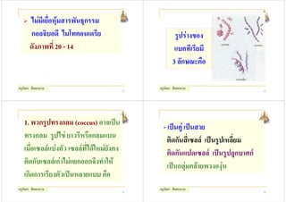 ไมมีเยื่อหุมสารพันธุกรรม
       กอลจิบอดี ไมโทคอนเดรีย                             รูปรางของ
       ดังภาพที่ 20 - 14                                  แบคทีเรียมี
                                                         3 ลักษณะคือ

ครูกัลยา สีดอกบวบ                           21
                                                 ครูกัลยา สีดอกบวบ                    22




   1. พวกรูปทรงกลม (coccus) อาจเปน                - เปนคู เปนสาย
   ทรงกลม รูปไข ยาวรีหรือกลมแบน                     ติดกันสี่เซลล เปนรูปเหลี่ยม
   เมื่อเซลลแบงตัว เซลลที่ไดใหมยังคง            ติดกันแปดเซลล เปนรูปลูกบาศก
   ติดกับเซลลเกาไมแยกออกจึงทําให                 เปนกลุมคลายพวงองุน
   เกิดการเรียงตัวเปนหลายแบบ คือ
ครูกัลยา สีดอกบวบ                           23
                                                 ครูกัลยา สีดอกบวบ                    24
 