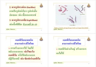2. พวกรูปทรงทอน (bacillus)
      อาจเปนรูปแทงรียาว รูปแทงสั้น
      ปลายมน เชน เชื้อแอนแทรกซ
      3. พวกรูปทรงเกลียว(spirillum)
      เชนเชื้อซิฟลิส ดังภาพที่ 20 -15
                                                 http://www.aroga.th.gs/web-a/roga/mo.html
ครูกัลยา สีดอกบวบ                          25
                                                ครูกัลยา สีดอกบวบ                            26




             แบคทีเรียหลายชนิด                                   แบคทีเรียหลายชนิด
            สามารถดํารงชีวิตโดย                                 สามารถดํารงชีวิตโดย
      การสรางอาหารได โดยได                         แบคทีเรียสวนใหญ สรางอาหาร
    พลังงานจากแสง เชนไซยาโน
                                                    เองไมได
    แบคทีเรีย หรือใชพลังงานจาก
    ปฏิกิริยาเคมี เชน ซัลเฟอรแบคทีเรีย
ครูกัลยา สีดอกบวบ                          27
                                                ครูกัลยา สีดอกบวบ                            28
 