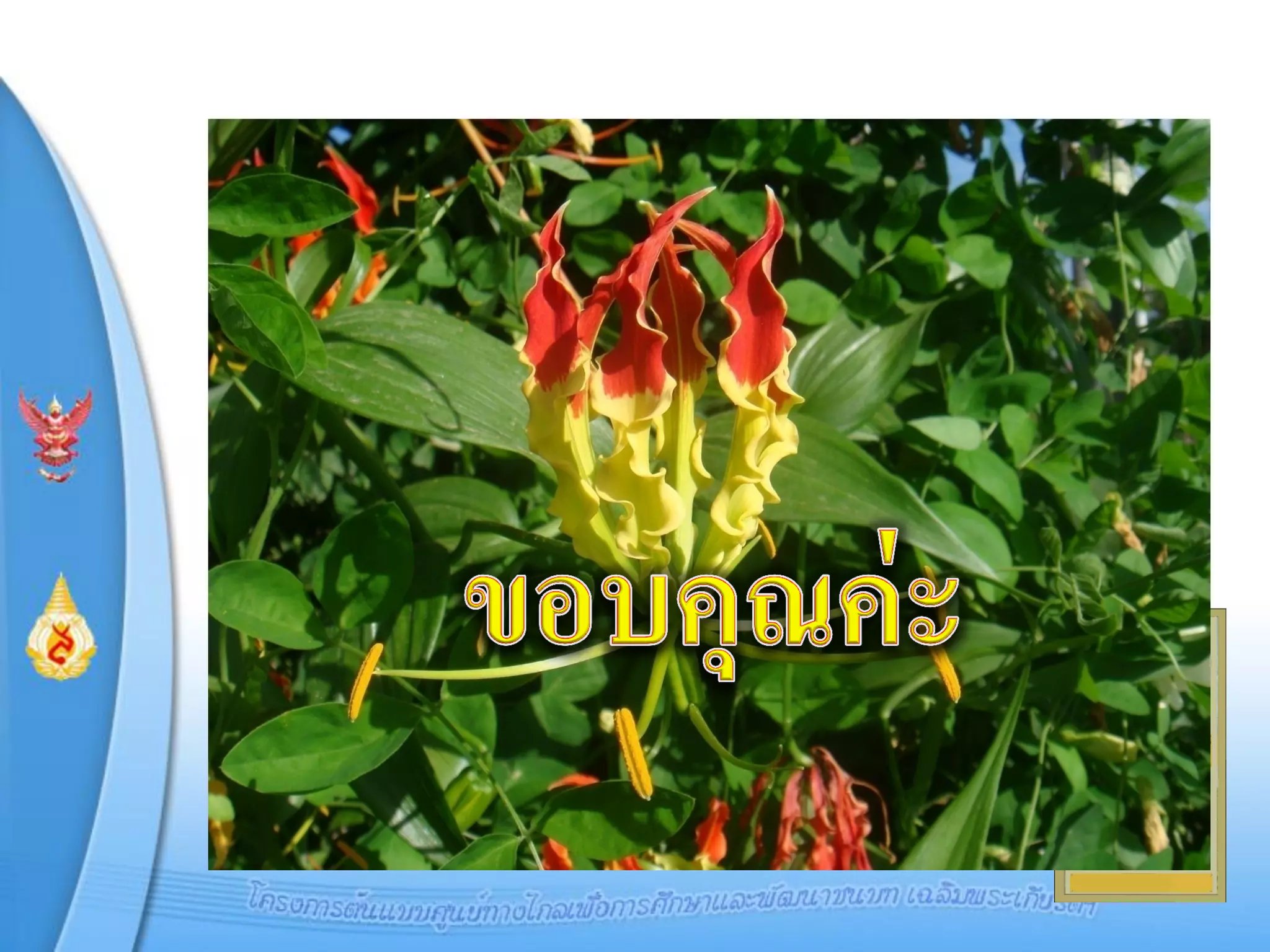 งานนำเสนอมฟลสันสลี