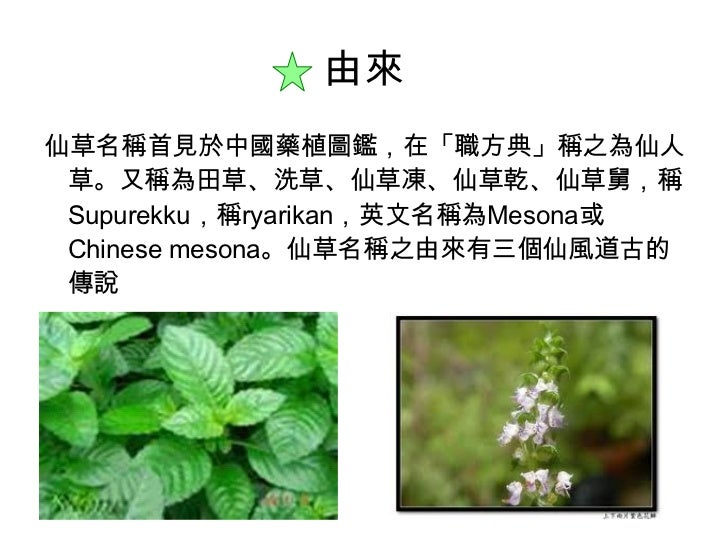 民俗植物 仙草 民俗植物 仙草