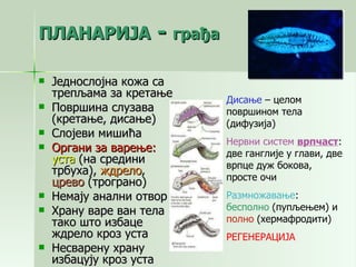 ПЛАНАРИЈА  -  грађа Једнослојна кожа са трепљама за кретање Површина слузава (кретање, дисање) Слојеви мишића Органи за варење:   уста  (на средини трбуха),  ждрело ,  црево  (трограно) Немају анални отвор Храну варе ван тела тако што избаце ждрело кроз уста Несварену храну избацују кроз уста Дисање  – целом површином тела (дифузија) Нервни систем   врпчаст : две ганглије у глави, две врпце дуж бокова, просте очи Размножавање :  бесполно  (пупљењем) и  полно  (хермафродити) РЕГЕНЕРАЦИЈА 