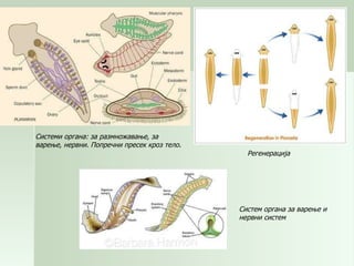 Системи органа: за размножавање, за варење, нервни. Попречни пресек кроз тело . Регенерација Систем органа за варење и нервни систем 
