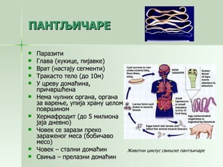 ПАНТЉИЧАРЕ Паразити Глава (кукице, пијавке) Врат (настају сегменти) Тракасто тело (до 10м) У цреву домаћина, причвршћена Нема чулних органа, органа за варење, упија храну целом површином Хермафродит (до 5 милиона јаја дневно) Човек се зарази преко зараженог меса (бобичаво месо) Човек – стални домаћин Свиња – прелазни домаћин Животни циклус свињске пантљичаре 