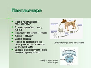 Пантљичаре Псећа пантљичара – ЕХИНОКОКУС Стални домаћин – пас, мачка Прелазни домаћин – човек Ларва – МЕХУР Веома опасна Човек се зарази ако не пере руке после контакта са животињама Зараза ехинококусом може да има смртни исход! Животни циклус псеће пантљичаре Мехур – ларва псеће пантљичаре 