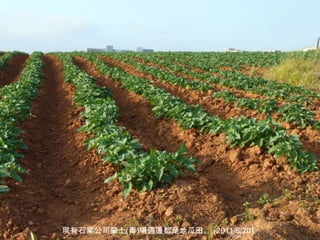 12
現有石業公司棄土(毒)場週邊都是地瓜田。 (2011/6/20)
 