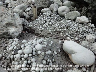 2/11/7/28 看是土塊、岩石的其實都是結塊的集塵灰，很多的牡蠣，螃蟹依附在集
                                         23
塵灰上面生活，也就會一直吸收上面的重金屬與戴奧辛！
 