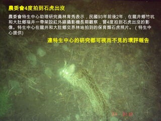 農委會4度拍到石虎出沒
農委會特生中心助理研究員林育秀表示，民國93年前後2年，在龍井鄉竹坑
和大肚鄉瑞井一帶架設紅外線攝影機長期觀察，曾4度拍到石虎出沒的影
像。特生中心在龍井和大肚鄉交界林地拍到的保育類石虎照片。（特生中
心提供)
         連特生中心的研究都可視而不見的環評報告




                                4
 