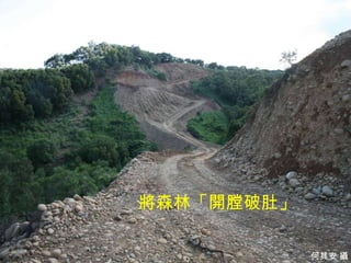 將森林「開膛破肚」

              7
            何其安 攝
 